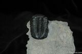 Inch Prone Silica Eldredgeops Trilobite #488-3